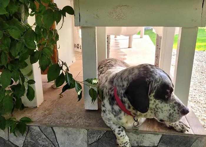 Kuruyanos Agac Evleri Datça